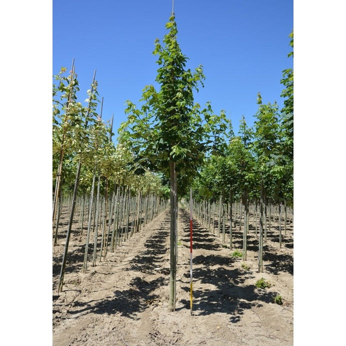 Tysklönn - Acer pseudoplatanus 'Bruchem' - Stammens omkrets 16-18 cm, höjd 3,5-4 meter, HS, COCO